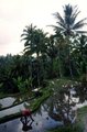 Sang et volupté à Bali - Vicki Baum