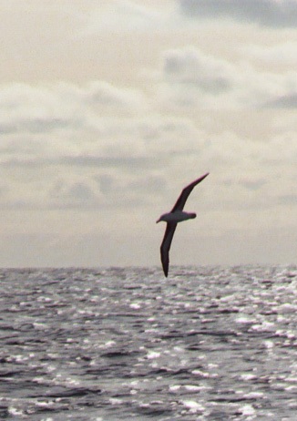 Albatros en Atlanique sud