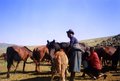 Soins du bétail : la traite des juments