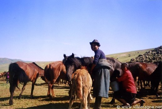 Soins du bétail : la traite des juments
