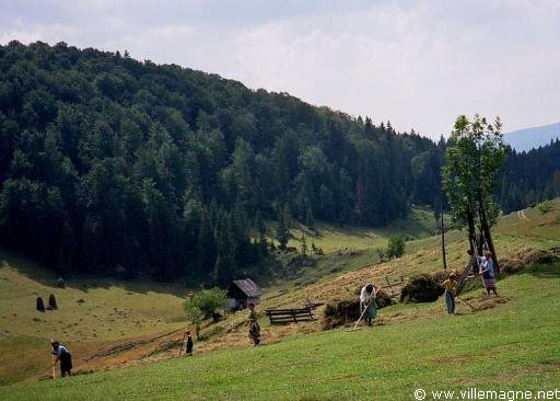 Fenaison dans les monts Apuseni - Roumanie