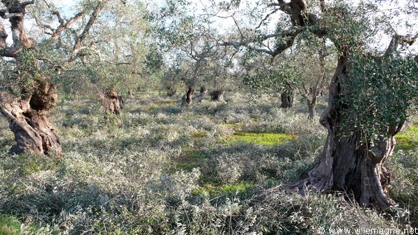 Taille des oliviers - entre Cavallino et Caprarica, au sud-est de Lecce
