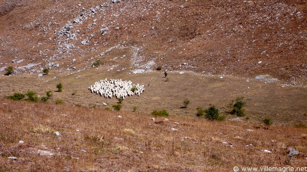 Troupeau sur le <em>Campo Imperatore</em>. <br /><br />Ce haut plateau constitua durant des siècles le pâturage d’été des troupeaux de moutons venant des Pouilles, de Campanie et du Latium