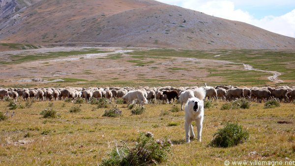 Troupeau sur le ‘Campo Imperatore’. Ce haut plateau constitua durant des siècles le pâturage d’été des troupeaux de moutons venant des Pouilles, de Campanie et du Latium