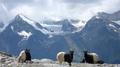 Chèvre des glaciers, près de Seetalhorn - vallée de Zermatt - direction ouest