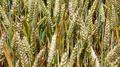 Les champs de blé en Brie - Entre Saint-Méry et Villefermoy